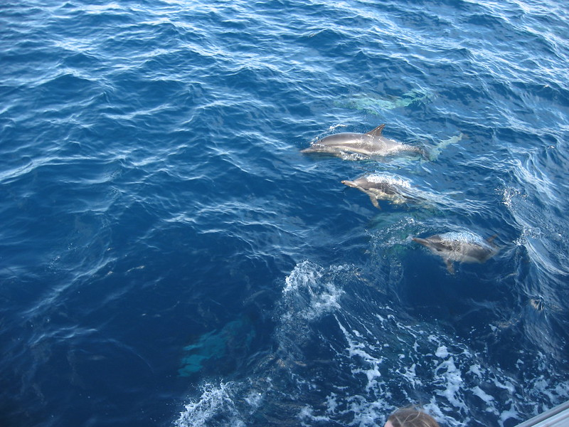 A group of dolphins are swimming in the ocean near Channel Islands NP