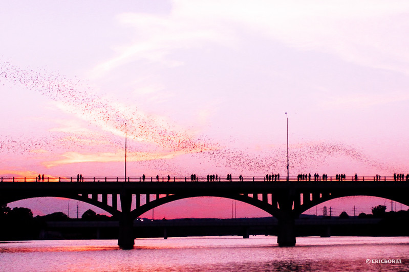 Congress bridge over the Colorado River at sunset with a flock of bats flying over it.