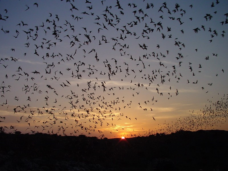 A flock of birds flying in the sky at sunset  at Carlsbad Caverns National Park
