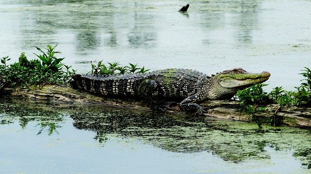 An alligator is laying on a rock in the water in Bayou Sauvage National Wildlife Refuge