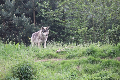 A wolf is standing in a grassy field in lassen national forest
