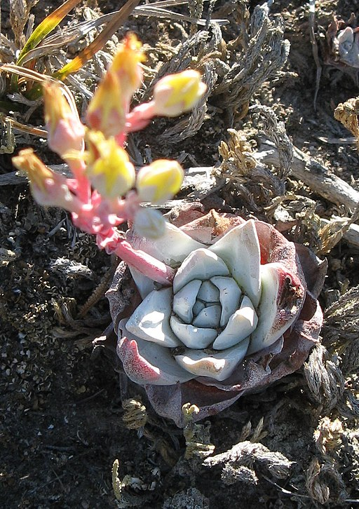 A small white flower is growing in the dirt