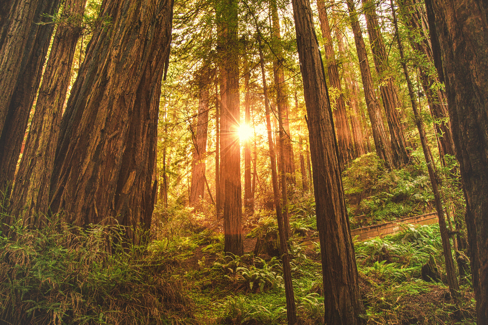 The sun is shining through the trees in redwood np