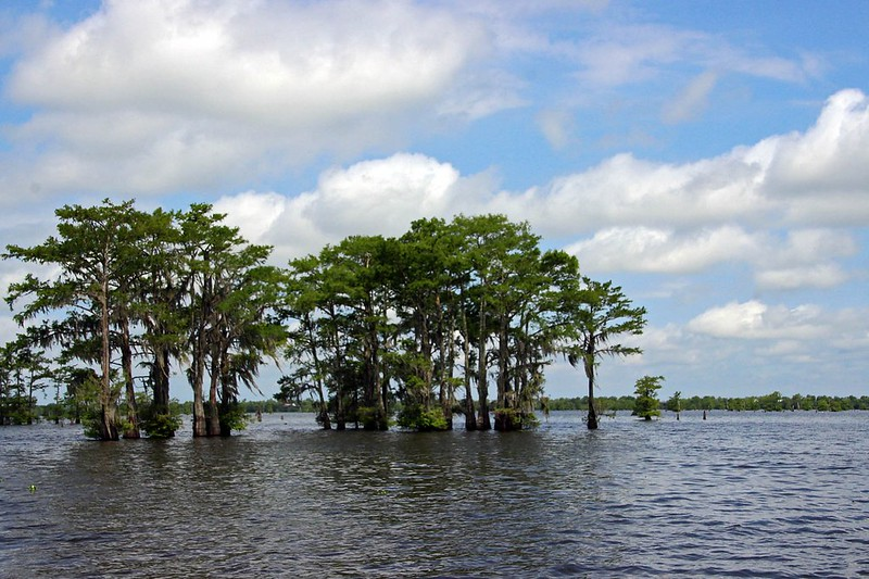 A group of trees in the middle of a body of water in the Atchafalaya National Wildlife Refuge