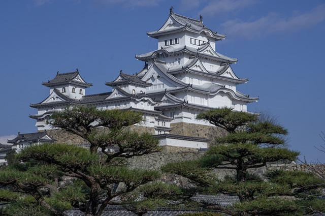 A large white castle is surrounded by pine trees in himeji