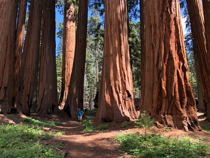 A person is standing in the middle of sequoia np surrounded by tall trees.