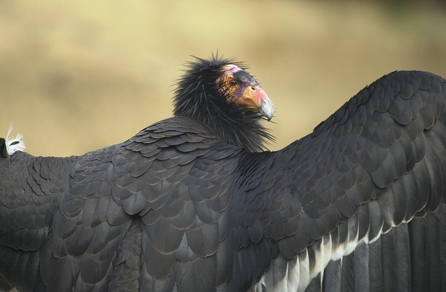 A close up of a condor with its wings spread.