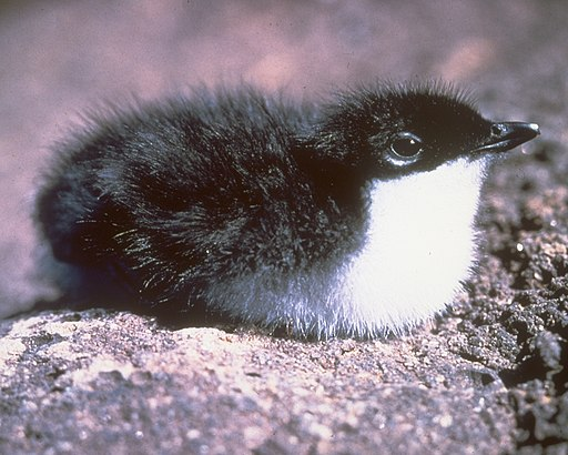 A small black and white bird is sitting on a rock