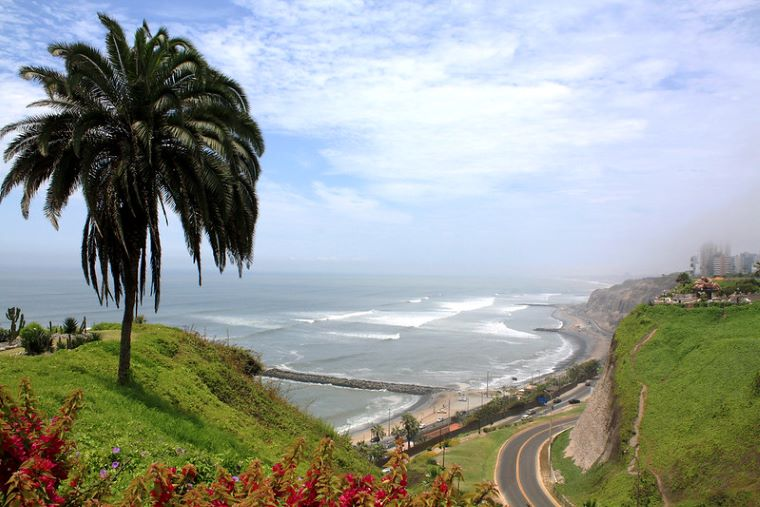 A palm tree is sitting on top of a hill overlooking the ocean in Lima