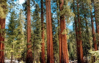 A row of tall trees in a forest with a blue sky in the background in Sequoia National Forest