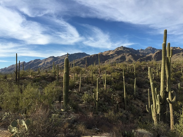 A field of saguaro cactus with mountains in the background in Saguaro NP