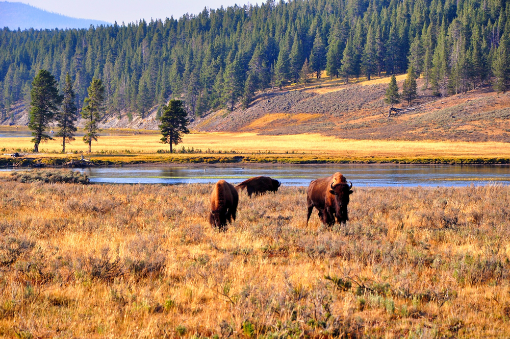 Bison are standing in a field in Yellowstone NP