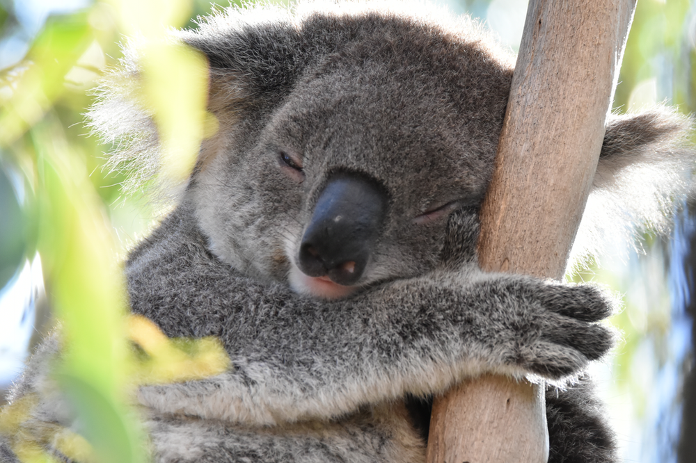 A koala bear is sleeping on a tree branch.