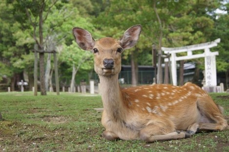 A deer is laying down in the grass in a park in nara.