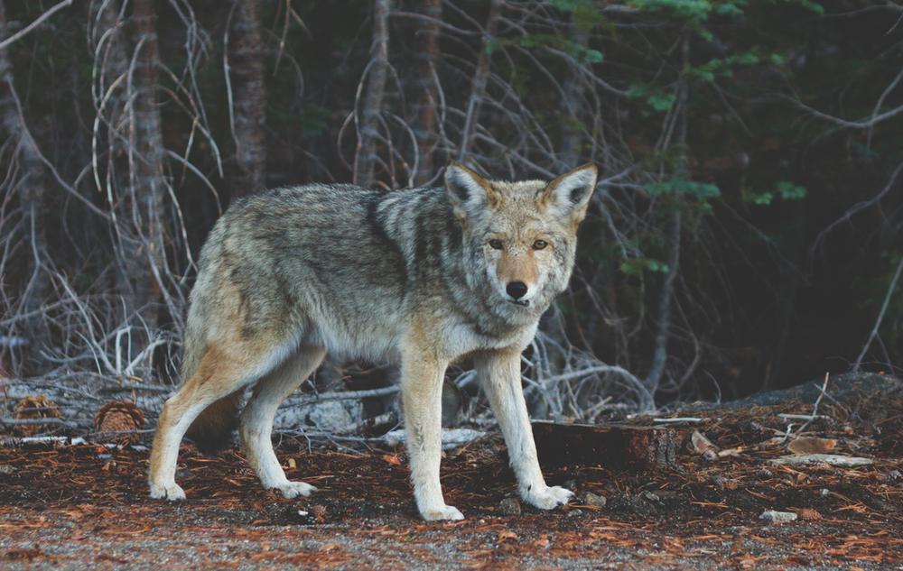 A coyote is standing on the side of a road in the woods in the Lakota Wolf Preserve