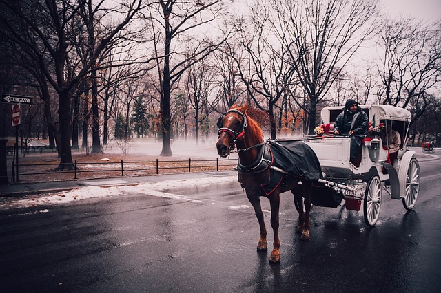 A horse drawn carriage is driving down a wet street in central park
