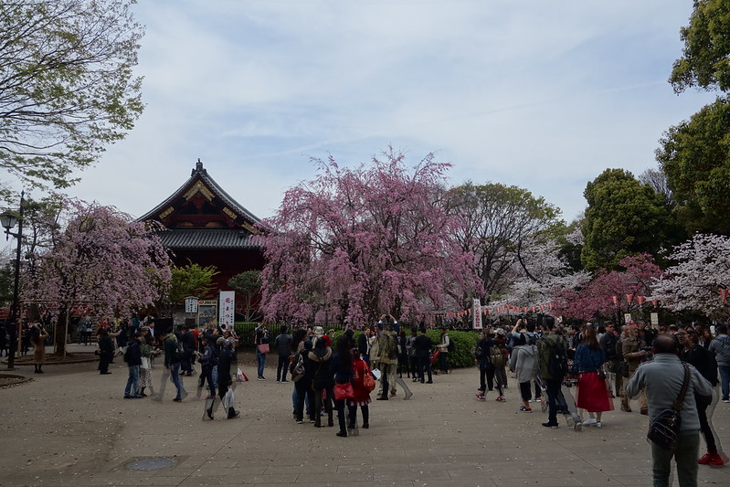 Ueno Park cherry blossom