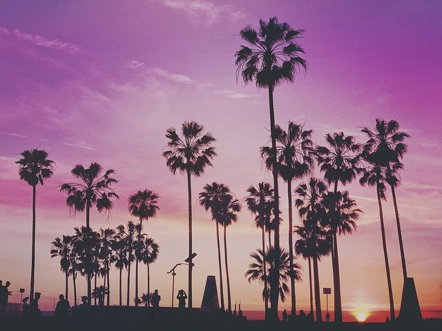 A group of palm trees are silhouetted against a purple sky at sunset.