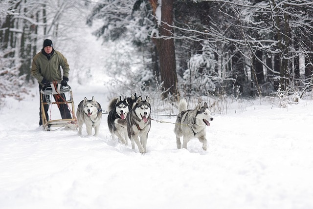A man is pulling a sled with three husky dogs in the snow.