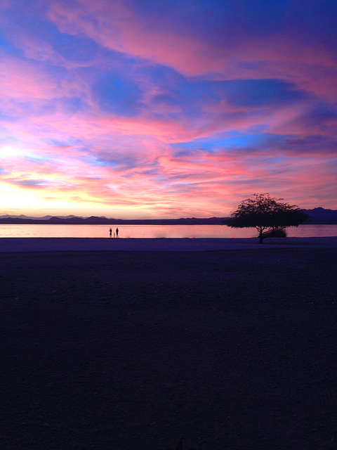 A sunset over a lake with a tree in the foreground in Havasu National Wildlife Refuge