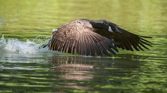 A bird is flying over a body of water in the  Nicolet Bird Sanctuary