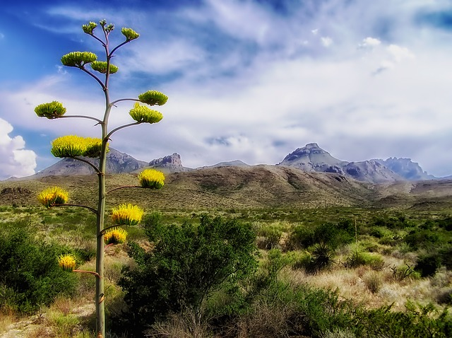 Big Bend National Park