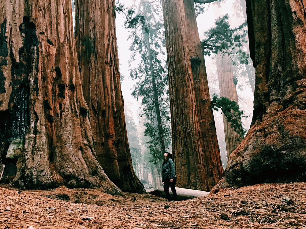 A person is standing in the middle of redwood np surrounded by trees.