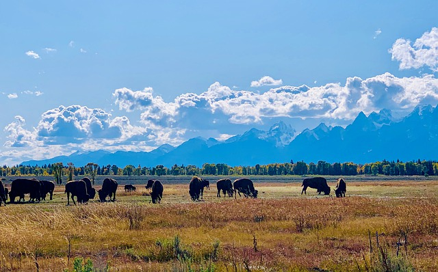 A herd of bison grazing in a field in grand teton np with mountains in the background.