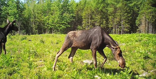 Moose in the Turnbull National Wildlife Refuge