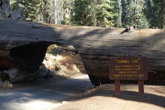 tunnel log in sequoia np
