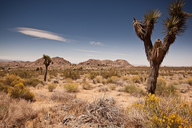 A joshua tree in the middle of a desert in Joshua Tree NP with mountains in the background.