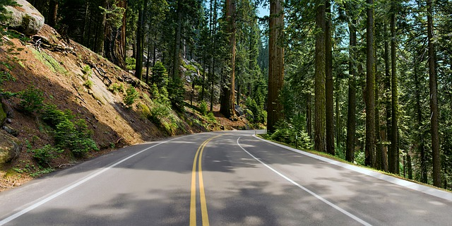 A road going through a forest with trees on both sides in redwood np