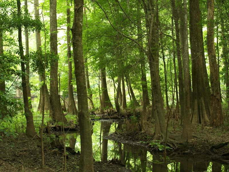 A river in the middle of a forest surrounded by trees in congaree NP