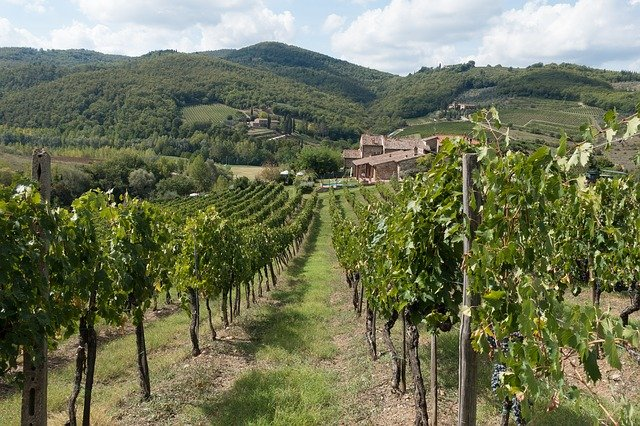 A vineyard in Tuscany with a house in the background and mountains in the background.