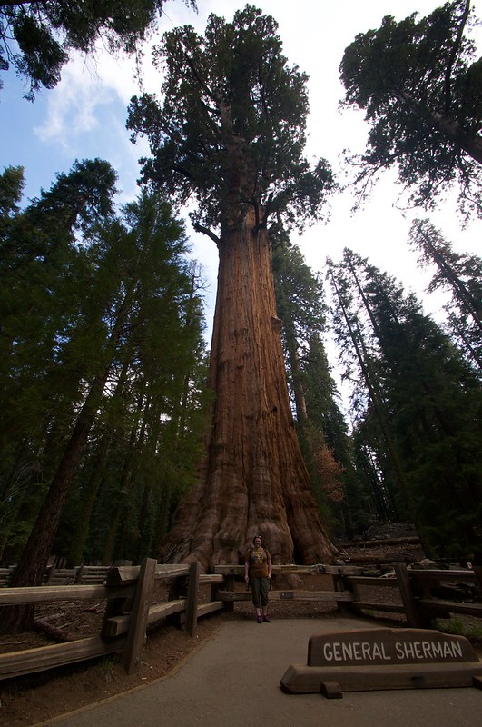A man stands in front of the general sherman tree in sequoia np