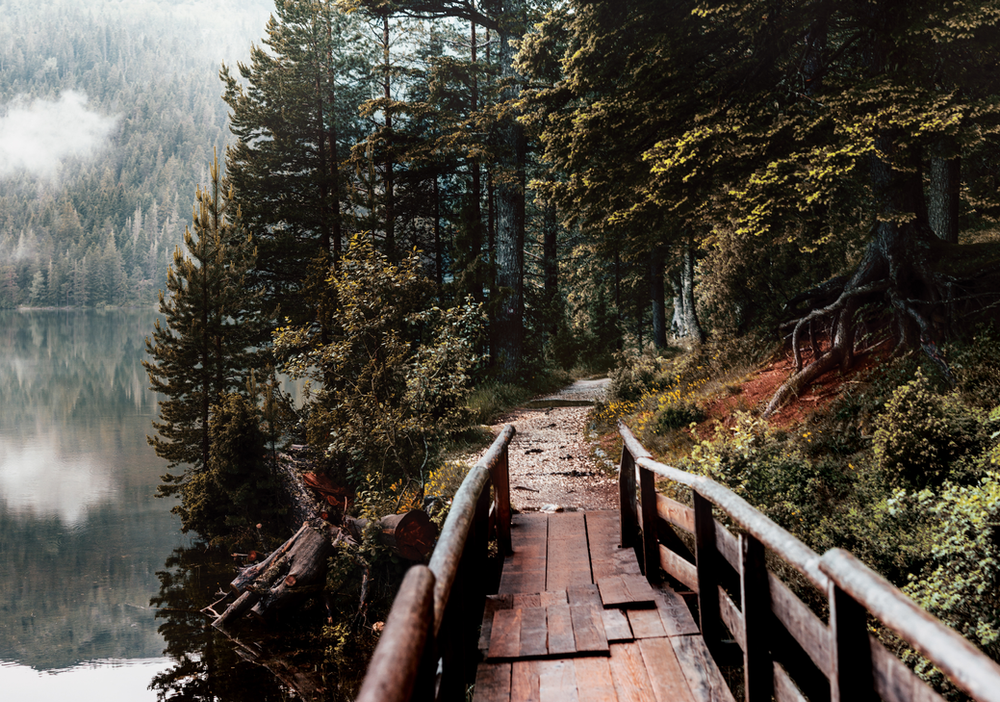 A wooden bridge over a lake in redwood np
