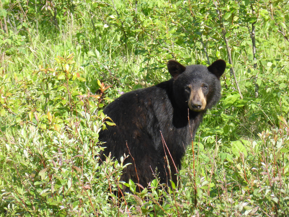 A black bear is standing in a field of tall grass in bear country USA