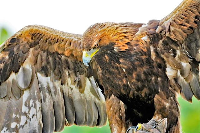 A close up of an eagle with its wings spread in Tuscarora State forest