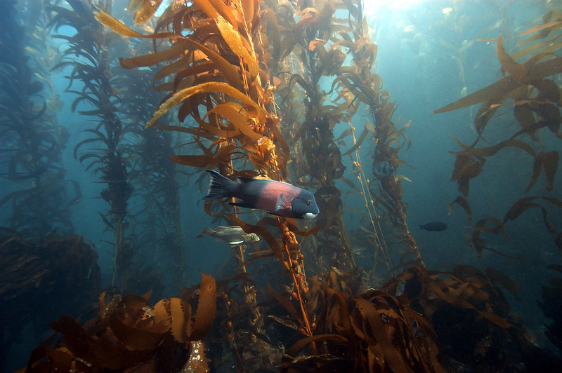 A fish is swimming in a kelp forest in the ocean.