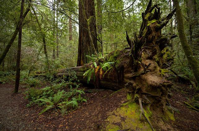 A large overturned tree in the middle of redwood np.