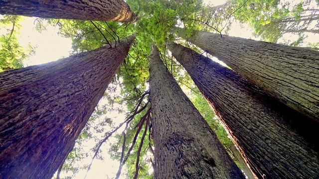 Looking up at a row of tall trees in redwood np.