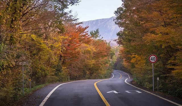 A road with trees on both sides and a sign that says 40 on it in east jeju