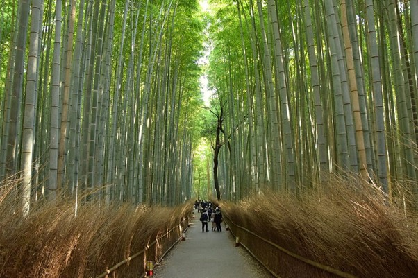 A group of people are walking down a path in Arashiyama Bamboo Grove