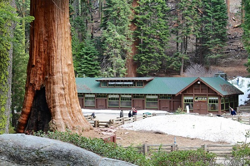 giant forest museum in sequoia np