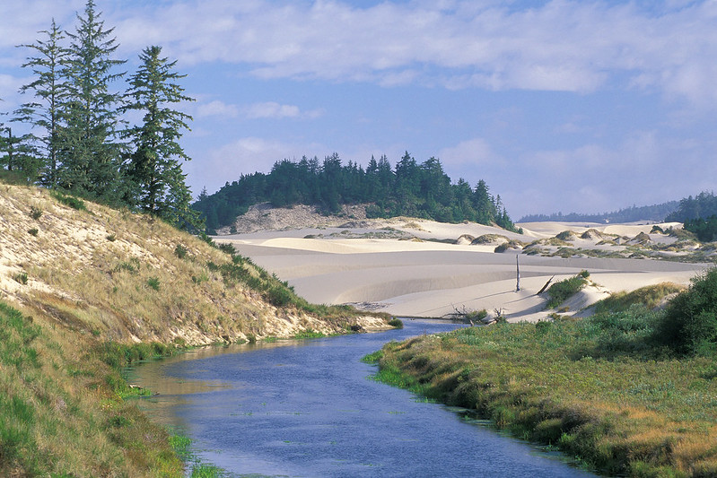 A river running through a sandy area in Siuslaw National Forest  with trees in the background