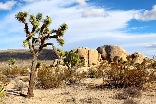 A joshua tree in the middle of a desert with rocks in the background in joshua tree np.