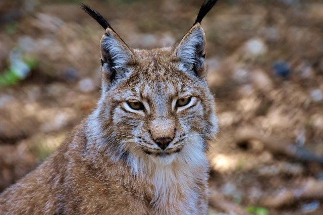 A close up of a lynx looking at the camera in the woods.