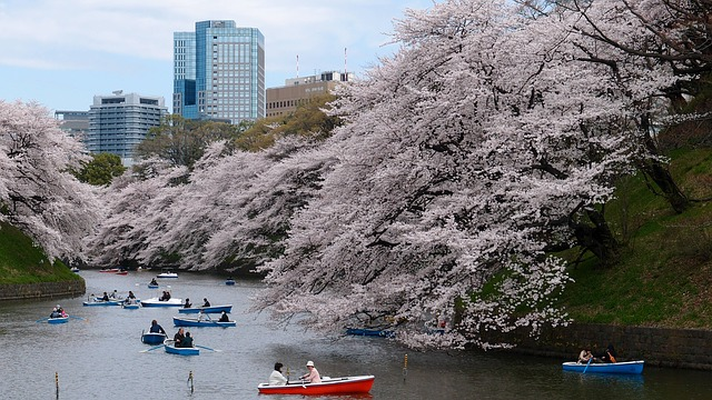 A group of people are rowing boats down a river in Tokyo surrounded by cherry blossom trees.