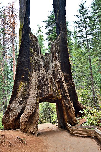 Mariposa Grove Of Giant Sequoias in yosemite np