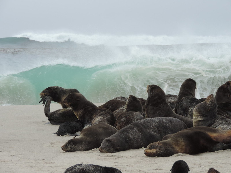 A group of seals are laying on the beach near the ocean